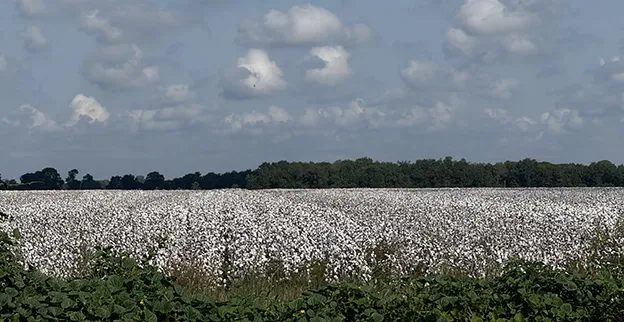 A cotton field near Liverpool, Texas, a city in Brazoria County located near the Gulf Coast.