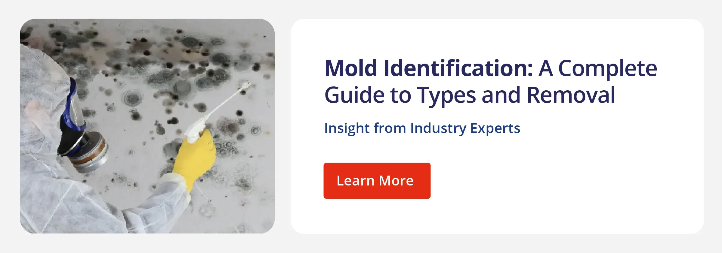 Clickable graphic directing to Rainbow Restoration's blog Mold Identification: A Complete Guide to Types and Removal.