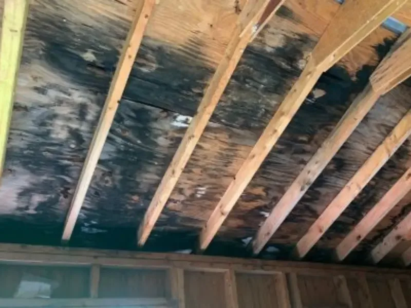 Exposed ceiling joists show extensive dark mold growth caused by long-term hidden moisture, illustrating why professional mold remediation is needed to restore a safe indoor environment.