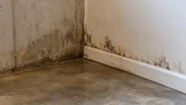 Mold growth and moisture staining are visible along the lower wall and baseboard of a damp basement.