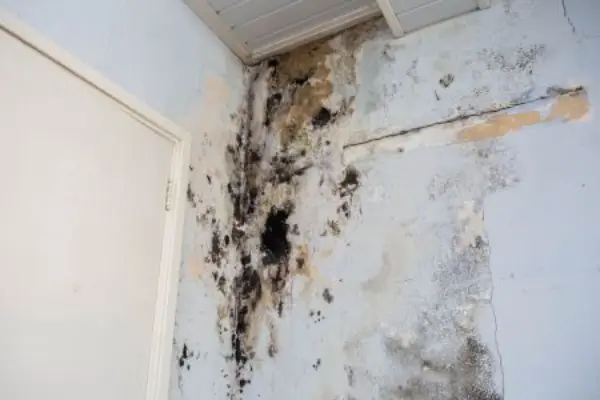 A large patch of black mold spreads across a damaged interior wall near a door and ceiling. The wall shows signs of severe moisture exposure, including peeling paint, stains, and crumbling drywall, indicating long-term water intrusion and mold growth.