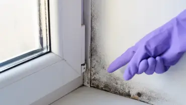 A person pulling back cracked paint  to find mold.