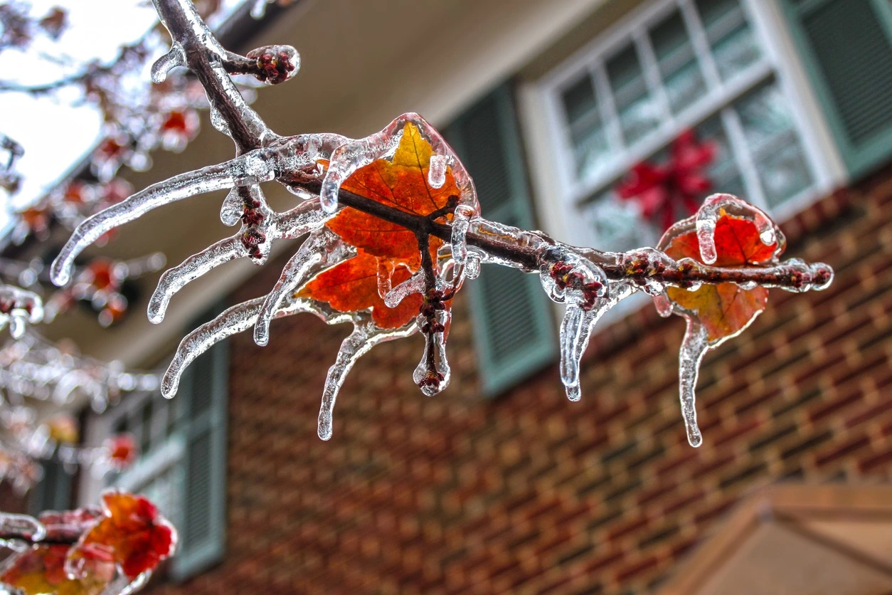 Icicles on colorful maple leaves in front of a two-story home