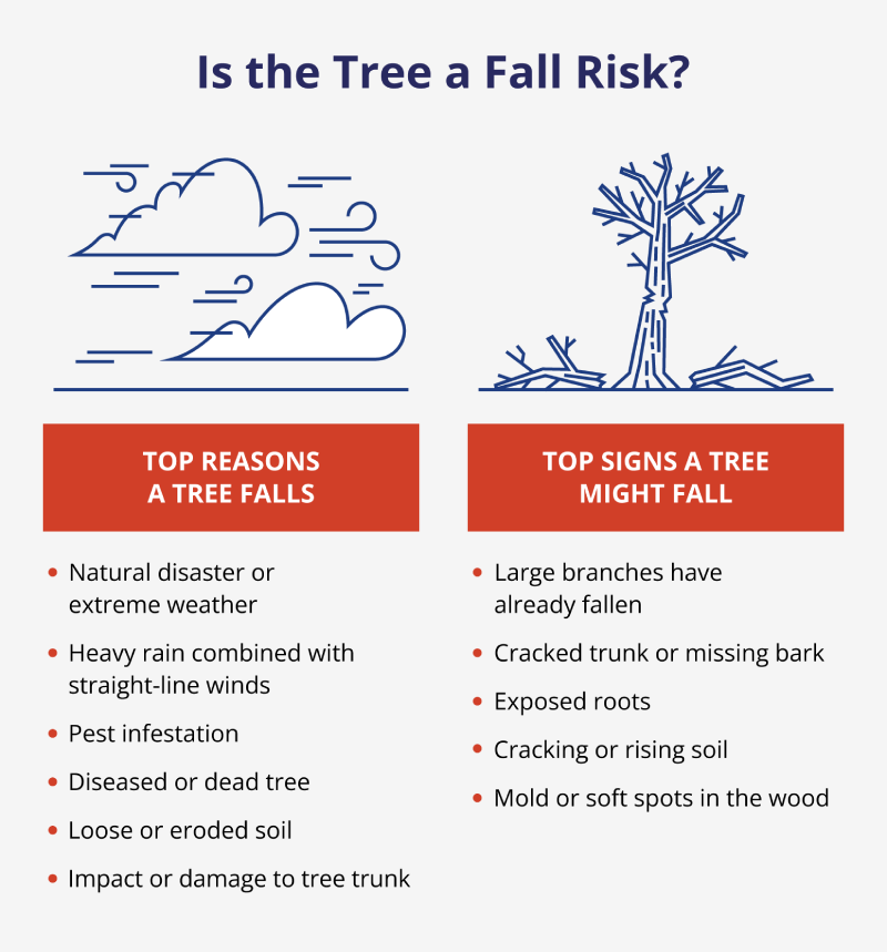 Events like natural disasters or pest infestations can make a tree fall. Signs a tree is a fall risk include mold and exposed roots.