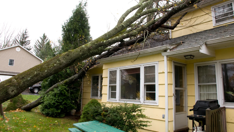 A fallen tree on the roof of a yellow house.